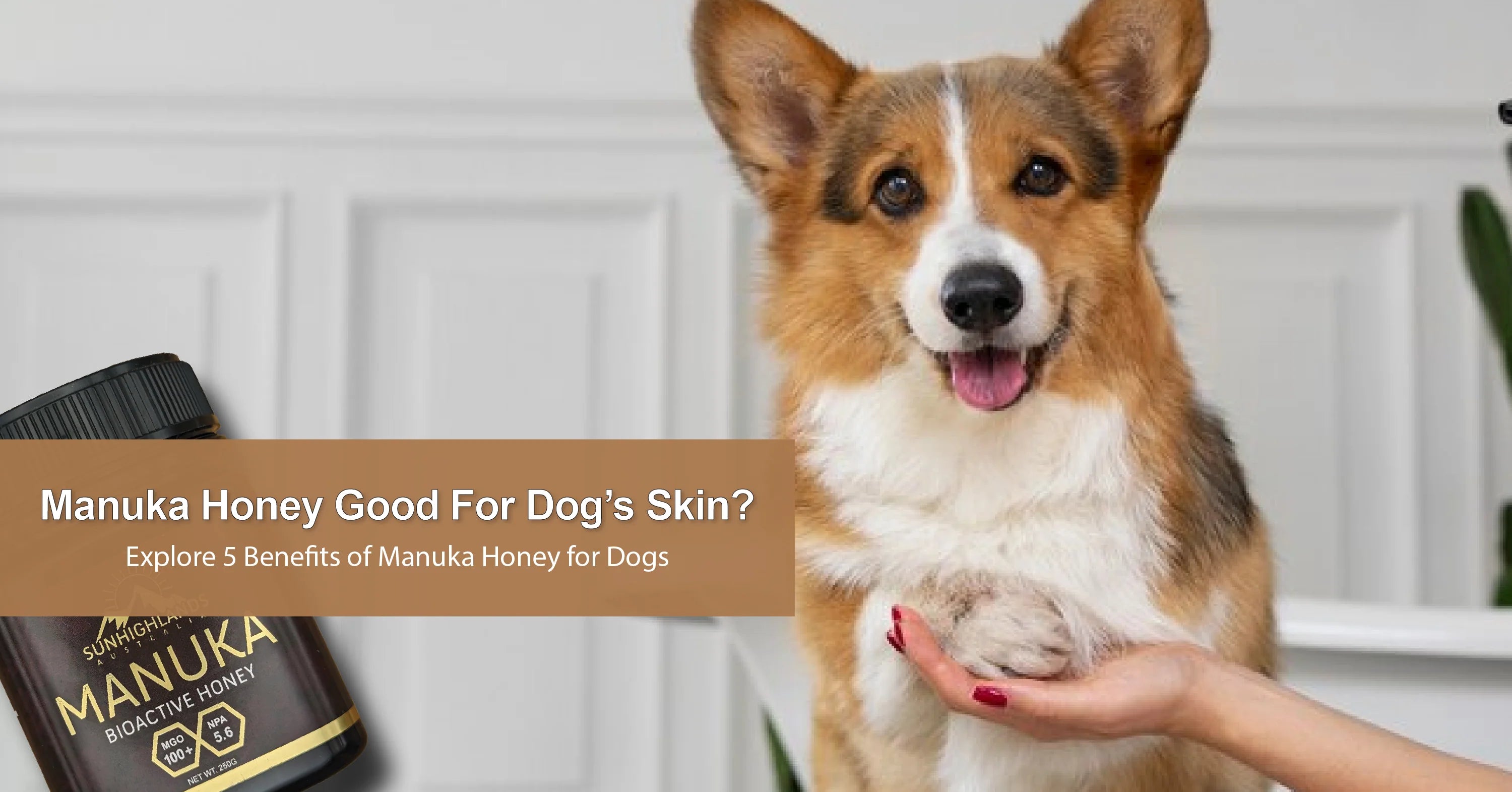 Honey for dogs skin best sale