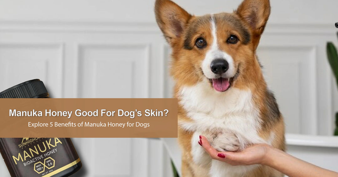 Is Manuka Honey Good and Effective for Dogs Skin Sunhighlands Australia